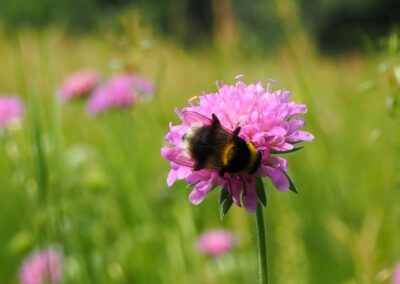 Bombus sp.