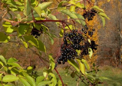 Sambucus nigra