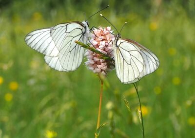 Aporia crataegi