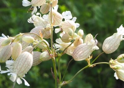 Silene vulgaris