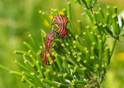 Graphosoma italicus