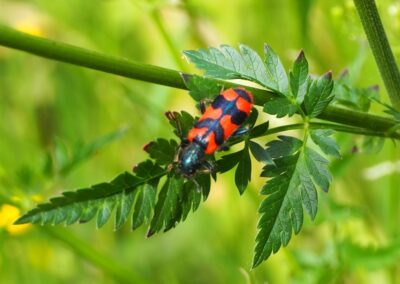 Trichodes alvearius