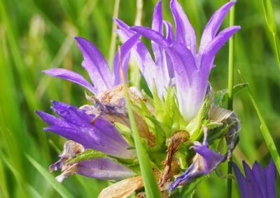 Campanula