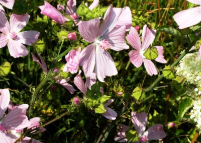 Malva moscata