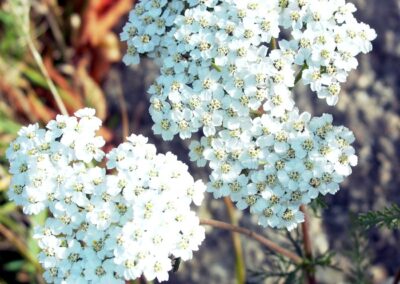 Achillea millefolium