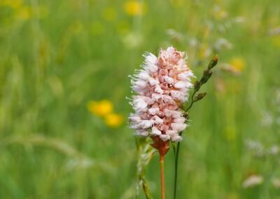 Polygonum bistorta