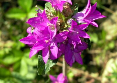 Campanula