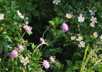 Escabiosa amb Rosa canina