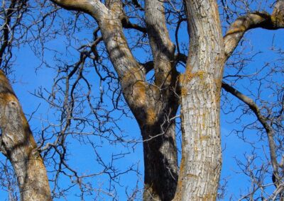 Fraxinus excelsior