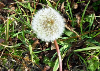 Taraxacum officinale