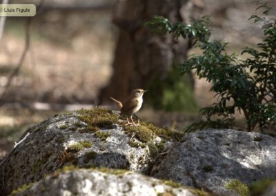 Troglodytes troglodytes