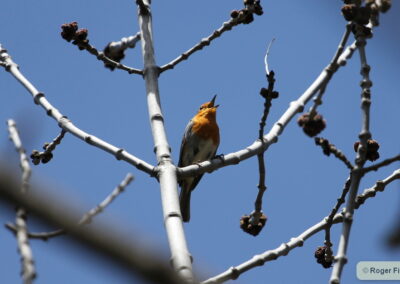 Erithacus rubecula