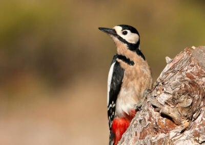 Dendropos major