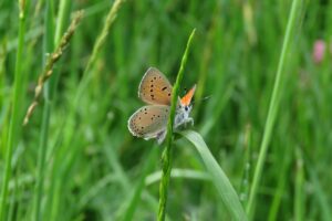 Lycaena hippotoe