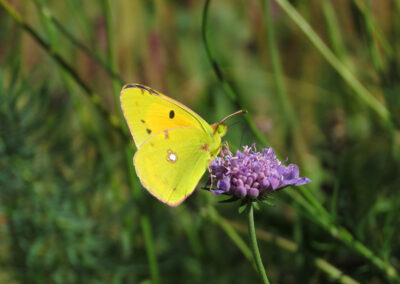 Colias crocea