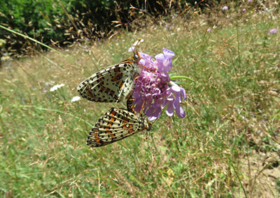 Meliatea didyma