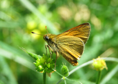 Thymelicus sylvestris