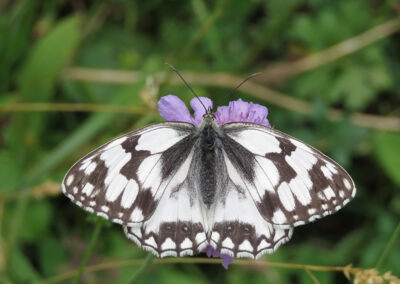 Melanargia lachesis