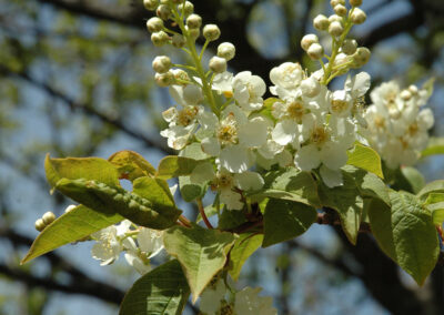 Prunus padus