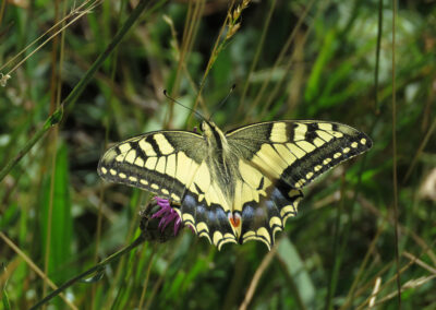 Papilio machaon