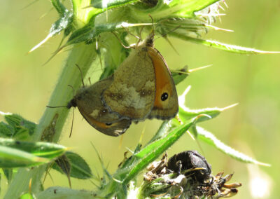 Pyronia tithonus